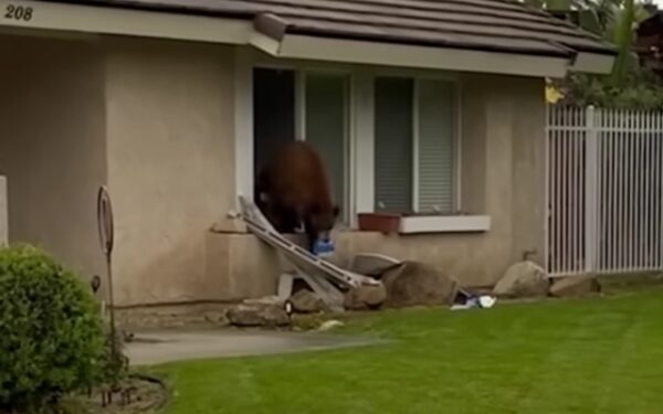 El gusto por lo dulce del oso curioso conduce a una increíble intrusión en el hogar-1