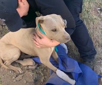 Daring Rescue: Hiker's Swift Action Saves Dehydrated Dog on Mountain Trail-1