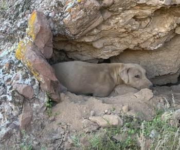 Rescate atrevido: la rápida acción de un excursionista salva a un perro deshidratado en Mountain Trail-1