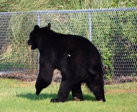 Rescate atrevido: ¡Hombre nada para salvar a un oso que se está ahogando! -1