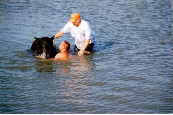 Rescate atrevido: ¡Hombre nada para salvar a un oso que se está ahogando! -1