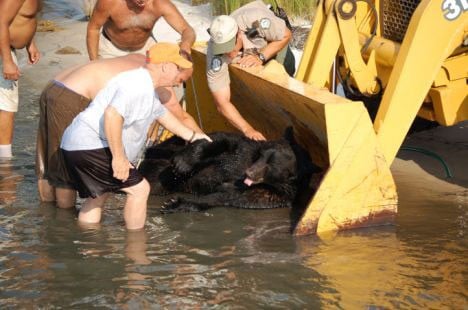 Rescate atrevido: ¡Hombre nada para salvar a un oso que se está ahogando! -1