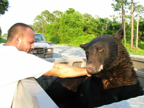 Rescate atrevido: ¡Hombre nada para salvar a un oso que se está ahogando! -1