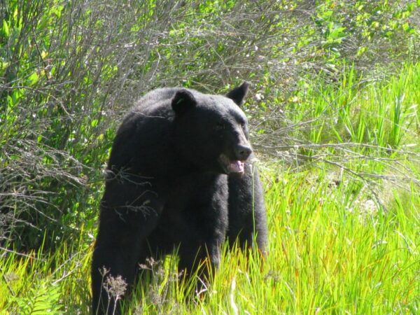 Rescate atrevido: ¡Hombre nada para salvar a un oso que se está ahogando! -1