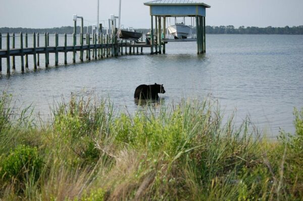 Daring Rescue: Man Swims to Save Drowning Bear!-1