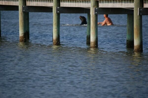 Daring Rescue: Man Swims to Save Drowning Bear!-1