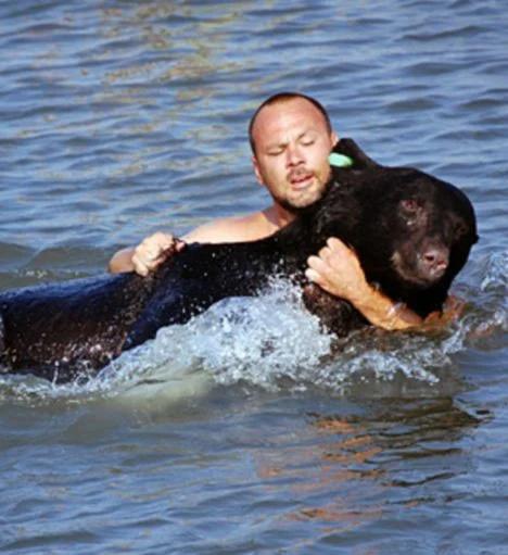 Rescate atrevido: ¡Hombre nada para salvar a un oso que se está ahogando! -1