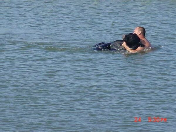 Daring Rescue: Man Swims to Save Drowning Bear!-1