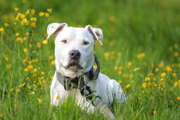 Deaf Dog's Remarkable Journey From Despair to Joy-1