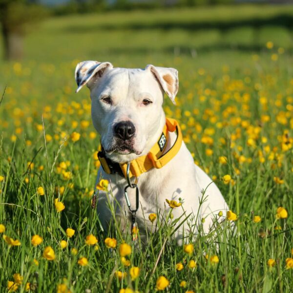 Deaf Dog's Remarkable Journey From Despair to Joy-1