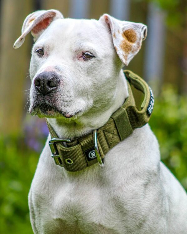 Deaf Dog's Remarkable Journey From Despair to Joy-1