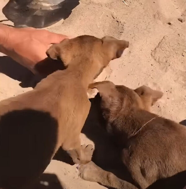 Milagro del desierto: los cineastas salvan a cachorros hambrientos y cambian su destino-1