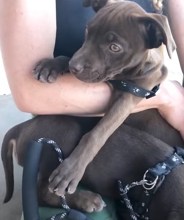 Desert Miracle: Filmmakers Save Starving Puppies and Change Their Fates-1