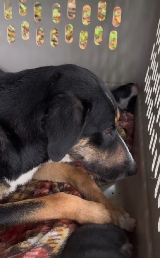 Familia canina desesperada rescatada del abismo por un alma amable-1