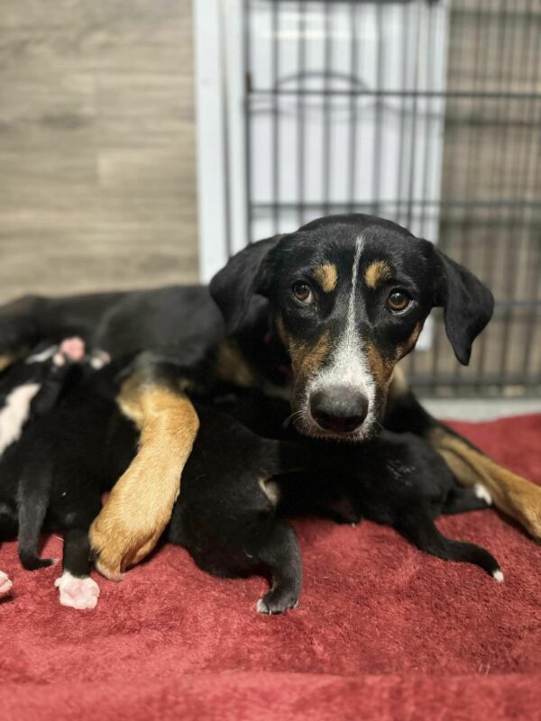 Familia canina desesperada rescatada del abismo por un alma amable-1