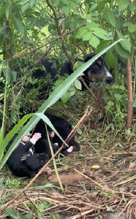 Familia canina desesperada rescatada del abismo por un alma amable-1