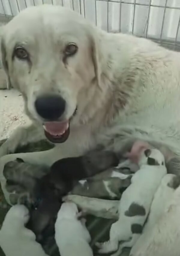 Desperate Escape: How a Pregnant Pup Fought for Her Life and Her Unborn Litter-1