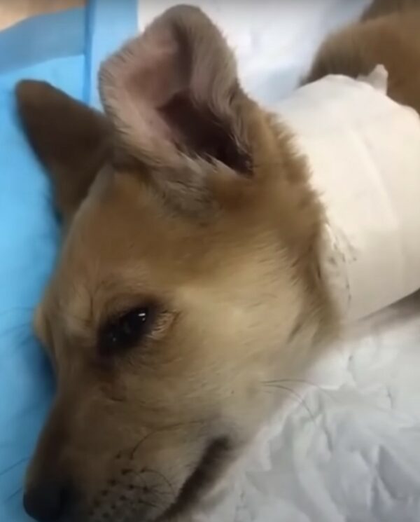 Desperate Mother Dog's Brave Journey to Save Her Injured Puppy-1