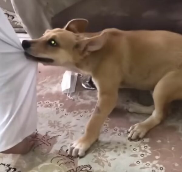 Desperate Mother Dog's Brave Journey to Save Her Injured Puppy-1