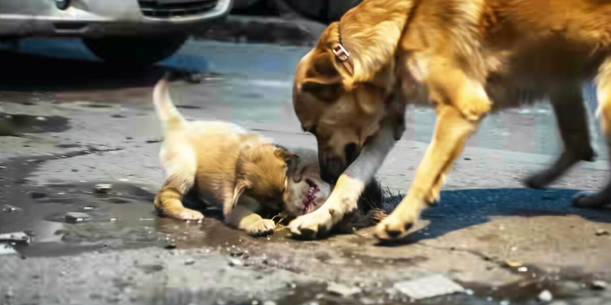 Desperate Mother Dog's Brave Journey to Save Her Injured Puppy