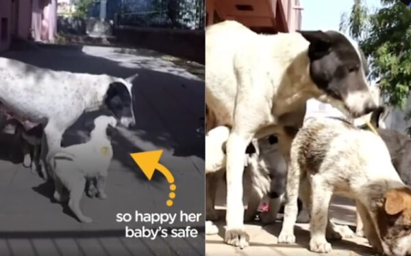 Gemidos desesperados: la súplica de una madre perro salva a su cachorro herido-2