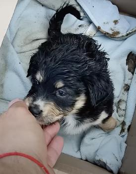 Descartado en la desesperación, rescatado por el amor: El cuento de un cachorro en una caja de Amazon-2