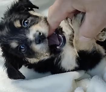 Descartados en la desesperación, rescatados por el amor: El cuento de un cachorro en una Amazon Box-3