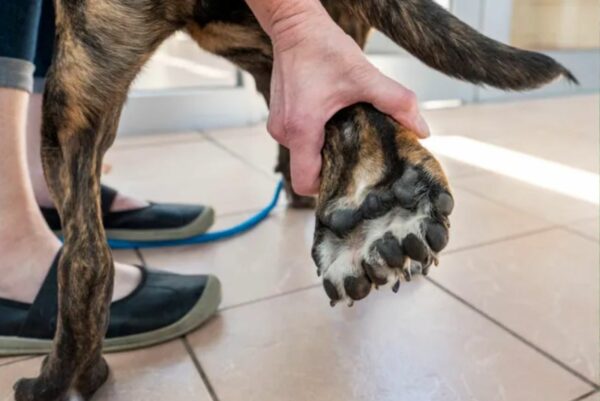 Descubra el viaje único de Bella: la búsqueda de un hogar por parte de un cachorro de cinco patas-1