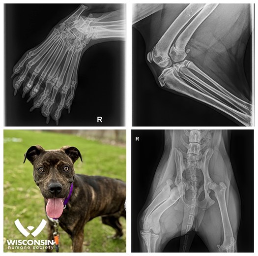 Descubra el viaje único de Bella: la búsqueda de un hogar por parte de un cachorro de cinco patas-1