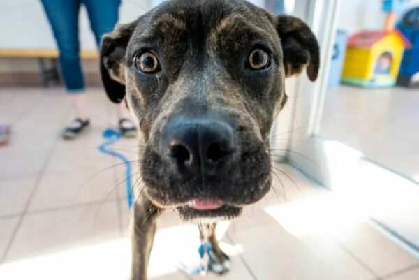 Discover Bella's Unique Journey: A Five-Legged Pup's Quest for a Home-1