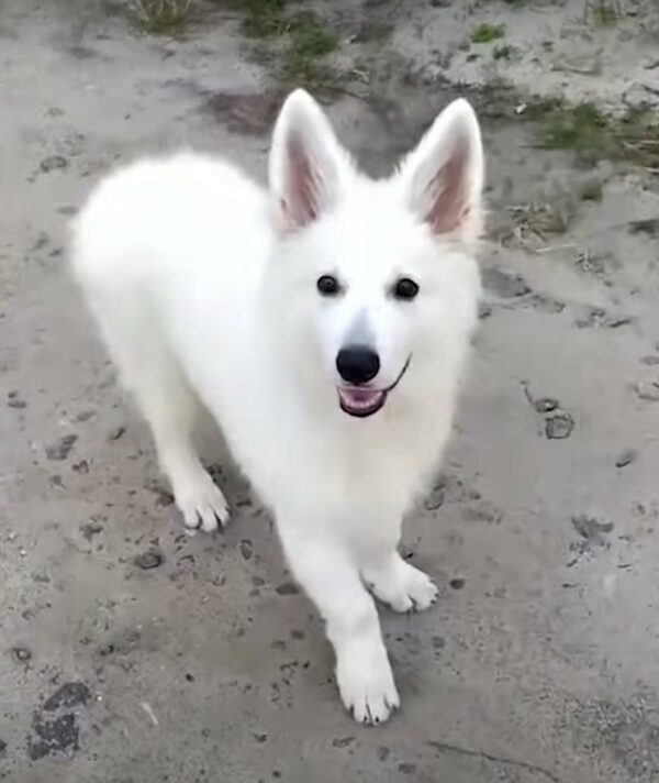 Descubra cómo un perro de la familia se convirtió en el ángel guardián de su nueva hermanita-1