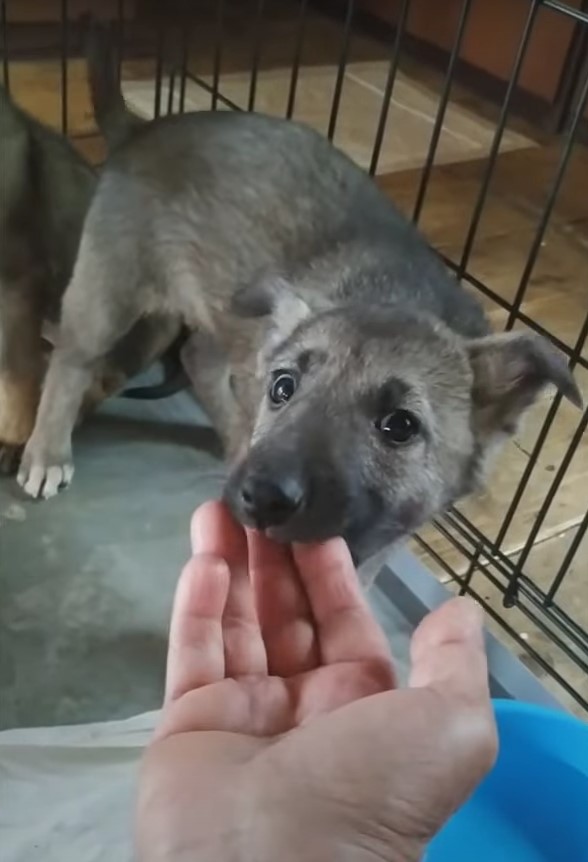 Descubra cómo el pensamiento rápido de una mujer salvó a dos cachorros desesperados del frío-1