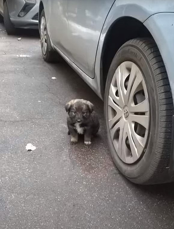 Descubra cómo el pensamiento rápido de una mujer salvó a dos cachorros desesperados del frío-1