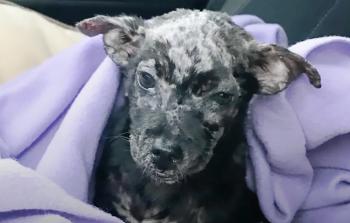 Discover the Heart-Tugging Journey of a Blistered Puppy Left at a Shelter's Doorstep-1