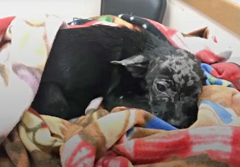 Discover the Heart-Tugging Journey of a Blistered Puppy Left at a Shelter's Doorstep-1