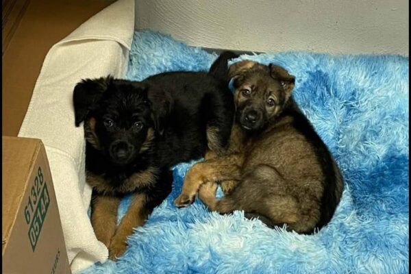 Descubra el milagroso rescate de dos cachorros de pastor alemán abandonados-1