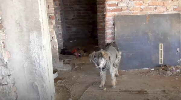 Descubra a los héroes inesperados: los rescatistas siguen a un perro hacia el peligro y descubren una realidad impactante-1