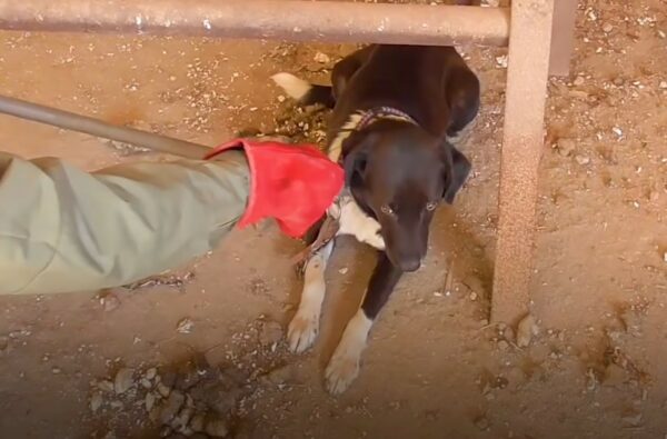 Descubra a los héroes inesperados: los rescatistas siguen a un perro hacia el peligro y descubren una realidad impactante-1