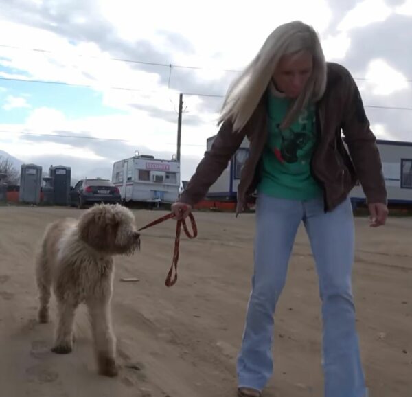 Perro abandonado en una carretera muy transitada encuentra héroes improbables-1