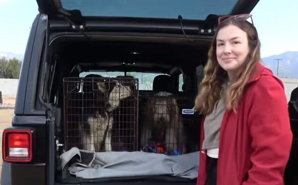 Perro abandonado en una carretera muy transitada encuentra héroes improbables-1