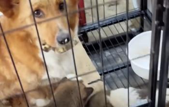 Dog Delivers Unexpected Surprise to Kind Stranger, Forever Alters Both Lives-1