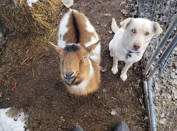 Dog Returns Home After Mysterious Disappearance With Surprising Companions-1