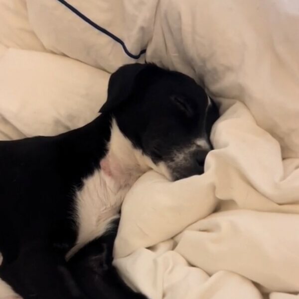 Dog's Daily Delight: The Unexpected Discovery Behind a Messy Bed-1