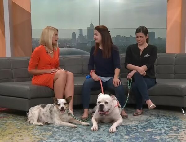 La desesperación del perro se convierte en esperanza: la transformación de un cachorro abandonado-2