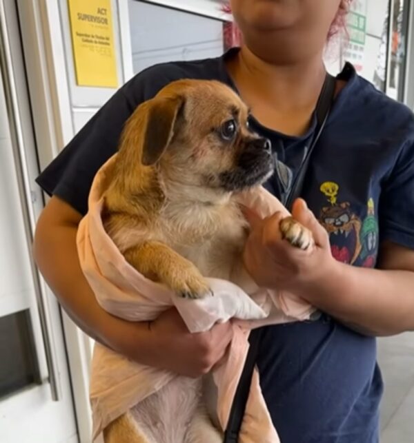 Dog's Heart-Wrenching Farewell at Shelter Will Leave You Speechless-1