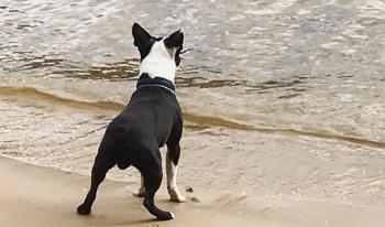 El acto heroico del perro en Raging River te dejará sin aliento-1