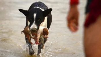 Dog's Heroic Act in Raging River Will Leave You Breathless-1