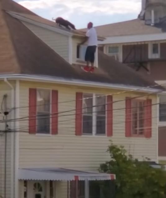 Dog's Life Hangs in the Balance as Strangers Rally for Daring Rooftop Rescue-1