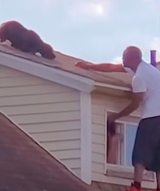 Dog's Life Hangs in the Balance as Strangers Rally for Daring Rooftop Rescue-1