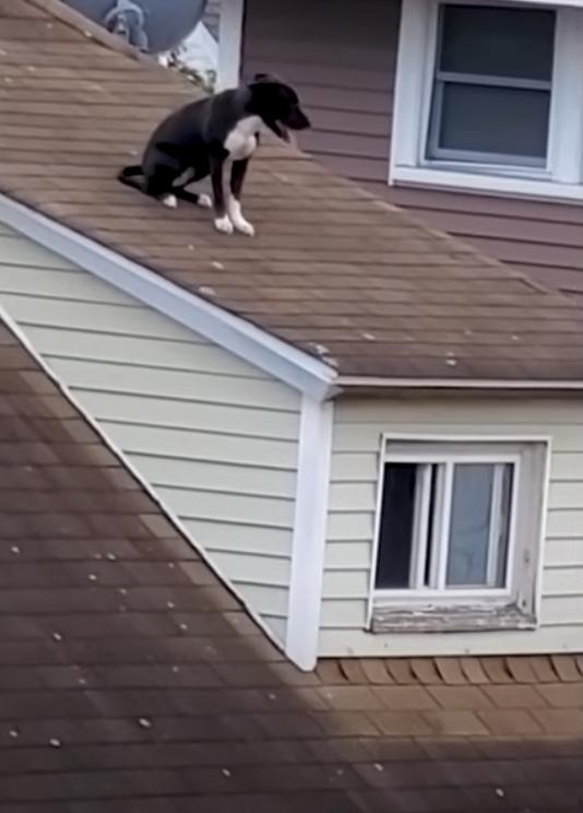 Dog's Life Hangs in the Balance as Strangers Rally for Daring Rooftop Rescue-1